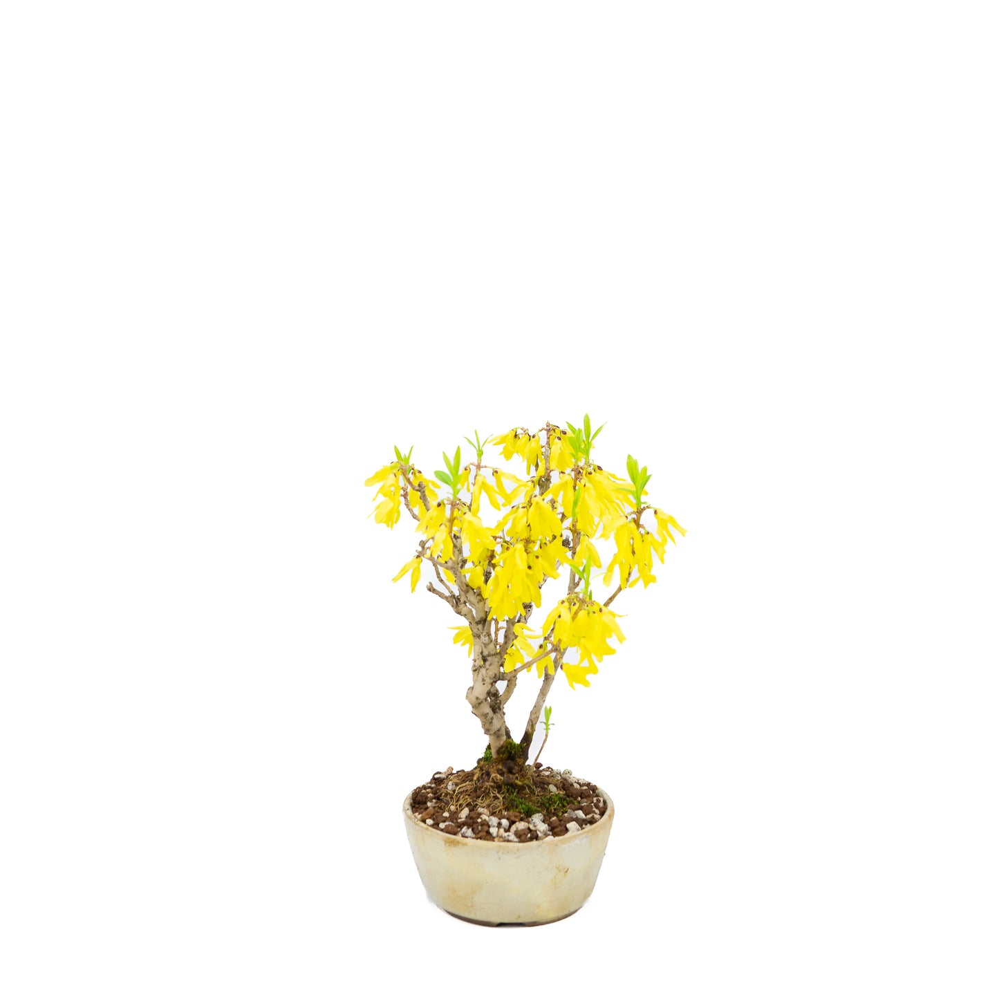 Forsythia (clochette chinoise), hauteur ~26 cm