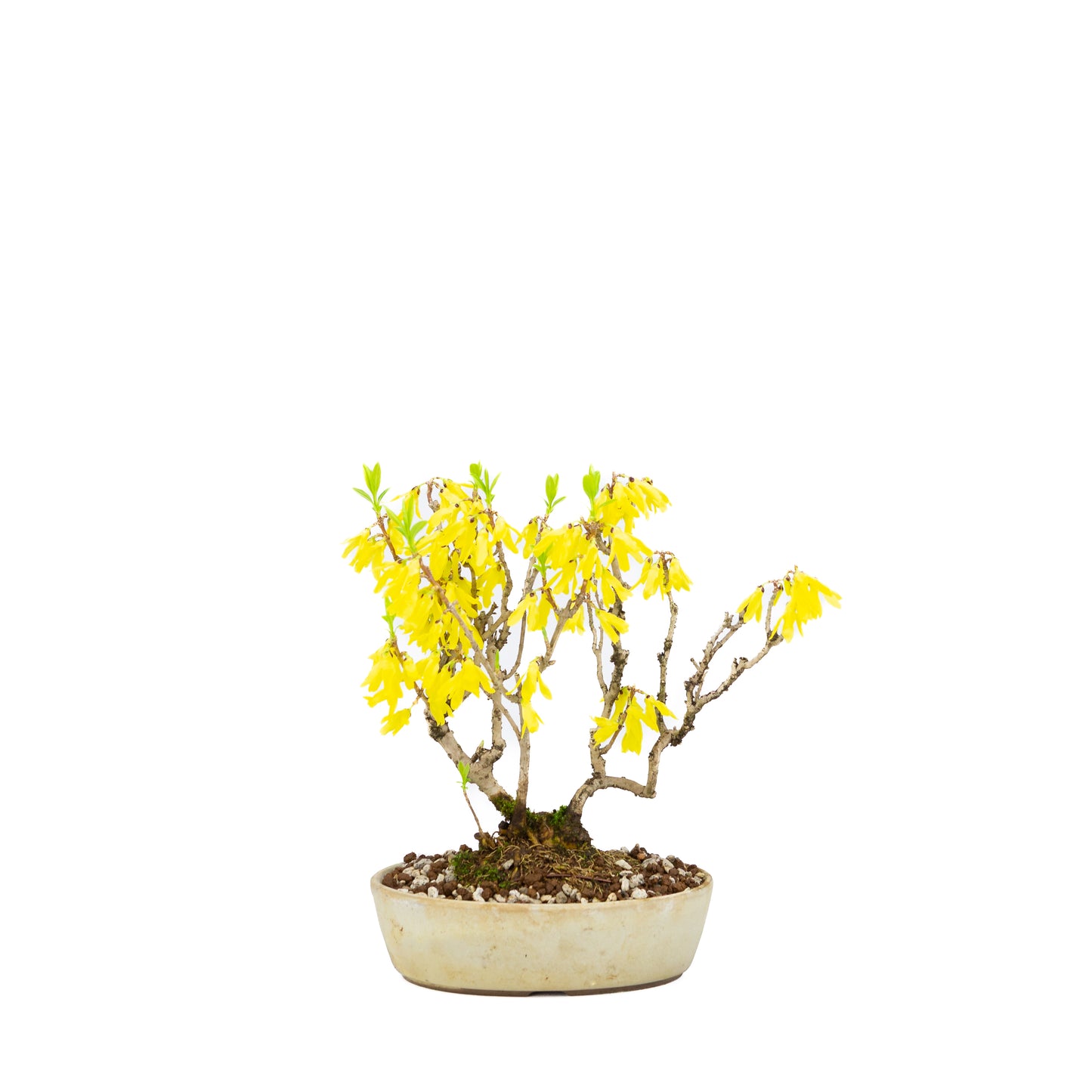 Forsythia (clochette chinoise), hauteur ~26 cm