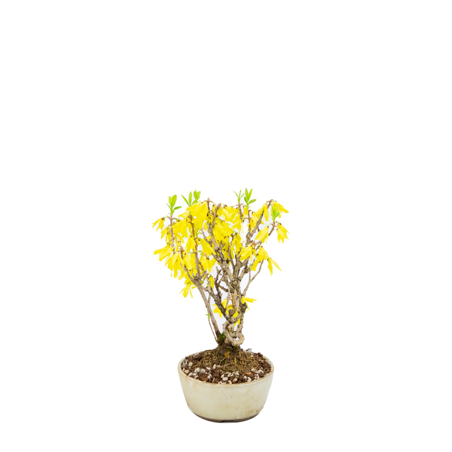 Forsythia (clochette chinoise), hauteur ~26 cm