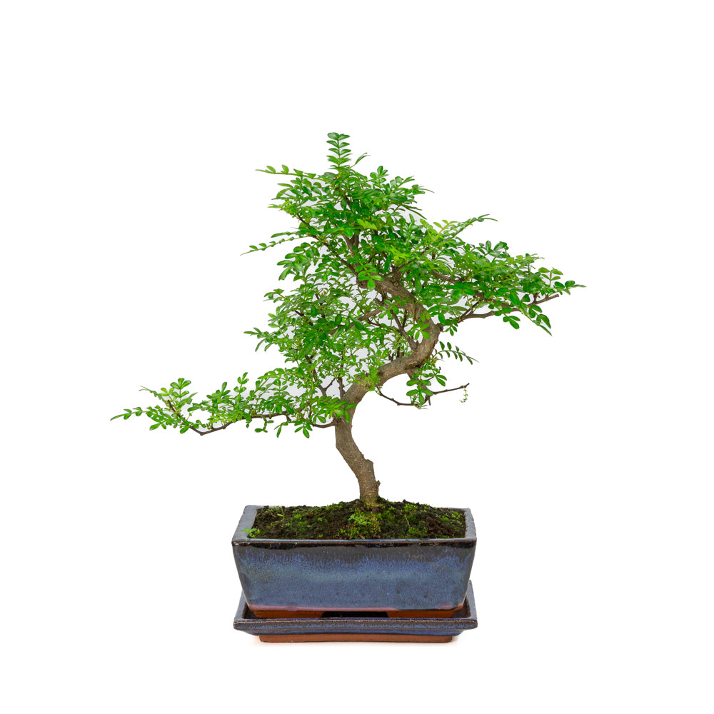 Zanthoxylum piperitium Bonsaï dans un pot bleu 20 cm, hauteur ~33 cm