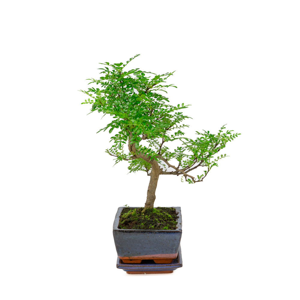 Zanthoxylum piperitium Bonsaï dans un pot bleu 20 cm, hauteur ~33 cm