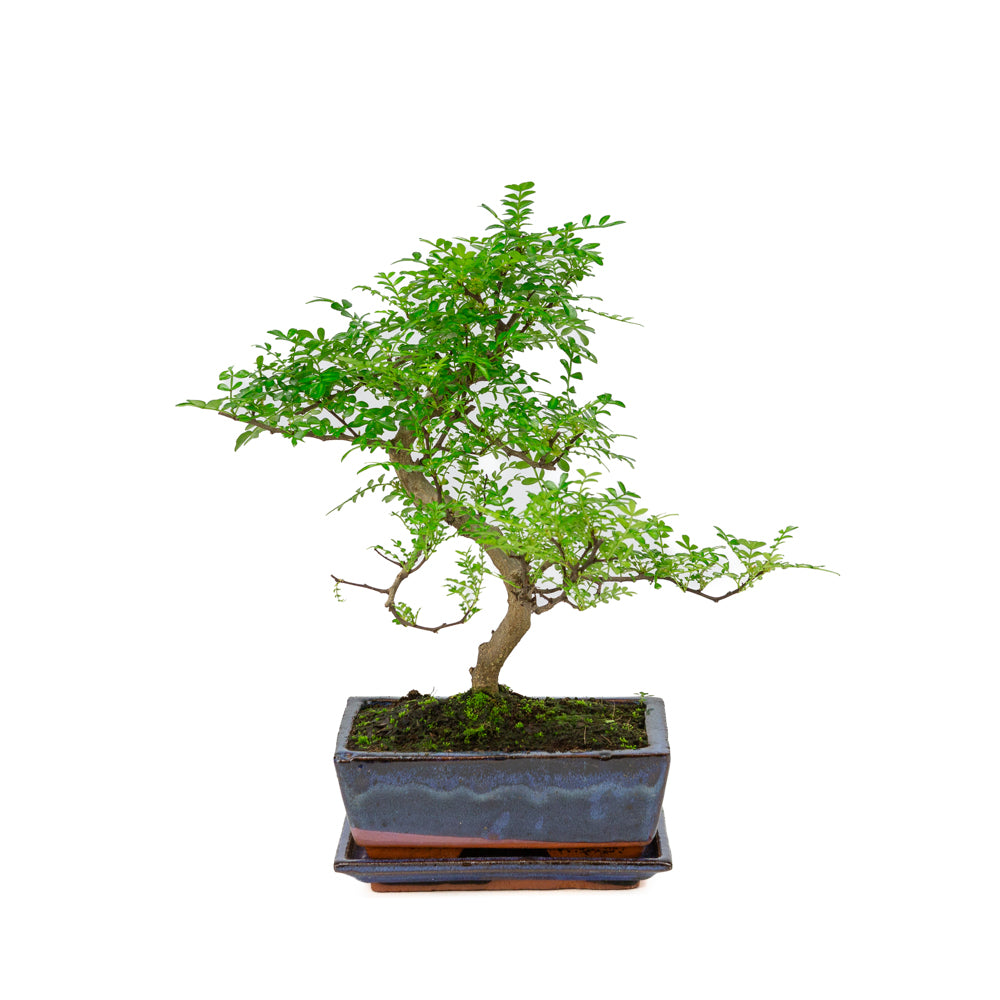 Zanthoxylum piperitium Bonsaï dans un pot bleu 20 cm, hauteur ~33 cm