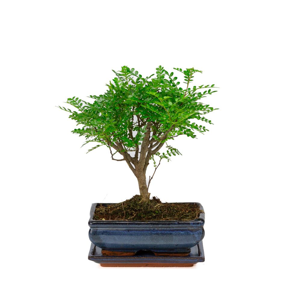 Bonsaï d'intérieur Zanthoxylum piperitium forme pot rectangulaire bleu 20 cm, hauteur ~ 32 cm