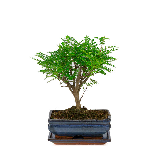 Zanthoxylum piperitium Bonsaï dans un pot bleu 20 cm, hauteur ~32 cm