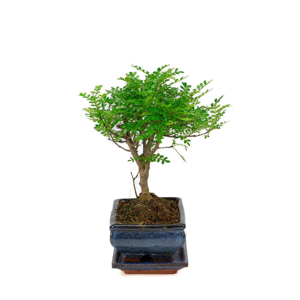 Zanthoxylum piperitium Bonsaï dans un pot bleu 20 cm, hauteur ~32 cm