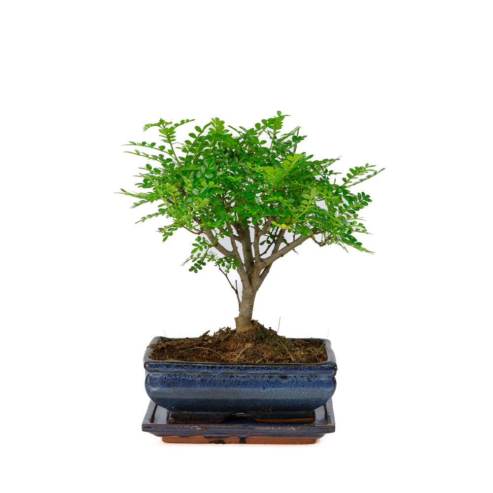 Zanthoxylum piperitium Bonsaï dans un pot bleu 20 cm, hauteur ~32 cm