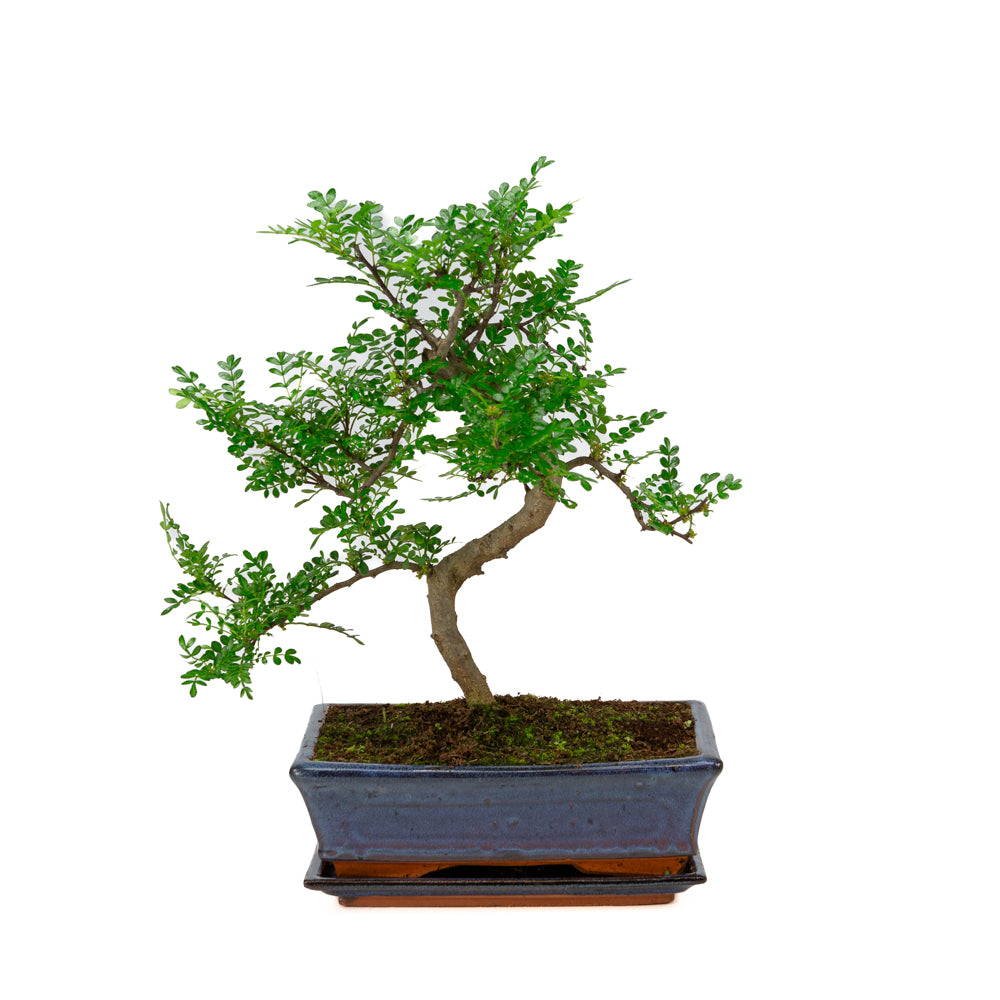 Bonsaï d'intérieur Zanthoxylum piperitium forme pot rectangulaire bleu 25 cm, hauteur ~ 48 cm