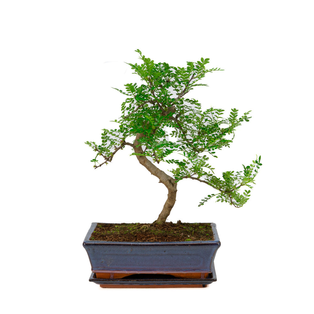 Zanthoxylum piperitium Bonsaï en pot bleu 25 cm, hauteur ~48 cm
