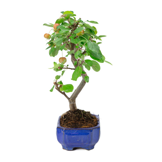 Malus domestica pot rectangulaire bleu 16 cm, hauteur ~40 cm