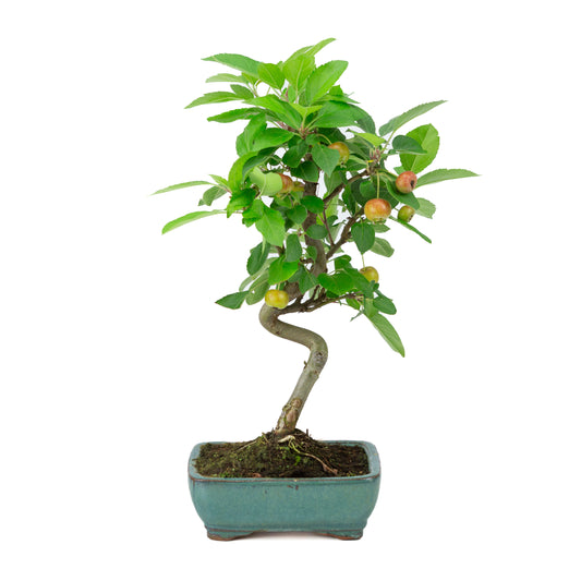 Malus halliana pot rectangulaire vert 16 cm, hauteur ~36 cm