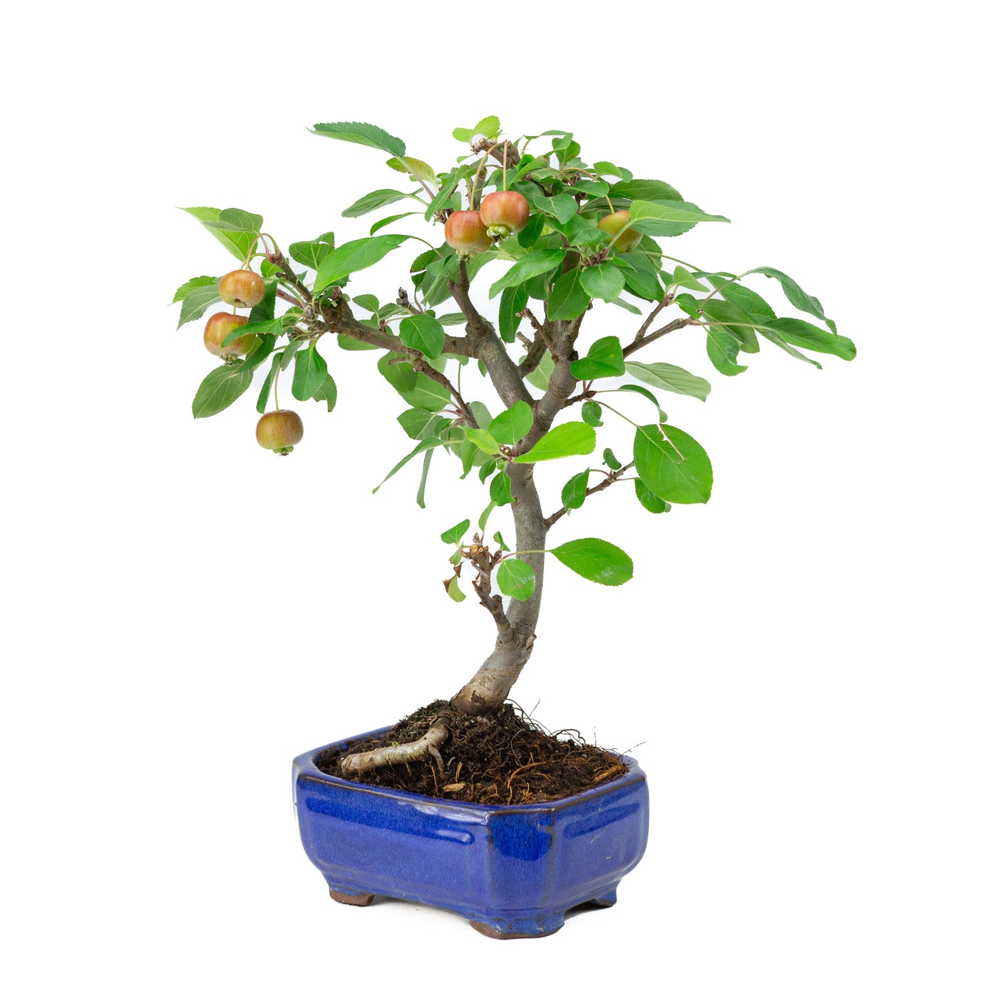 Malus domestica pot rectangulaire bleu 16 cm, hauteur ~40 cm