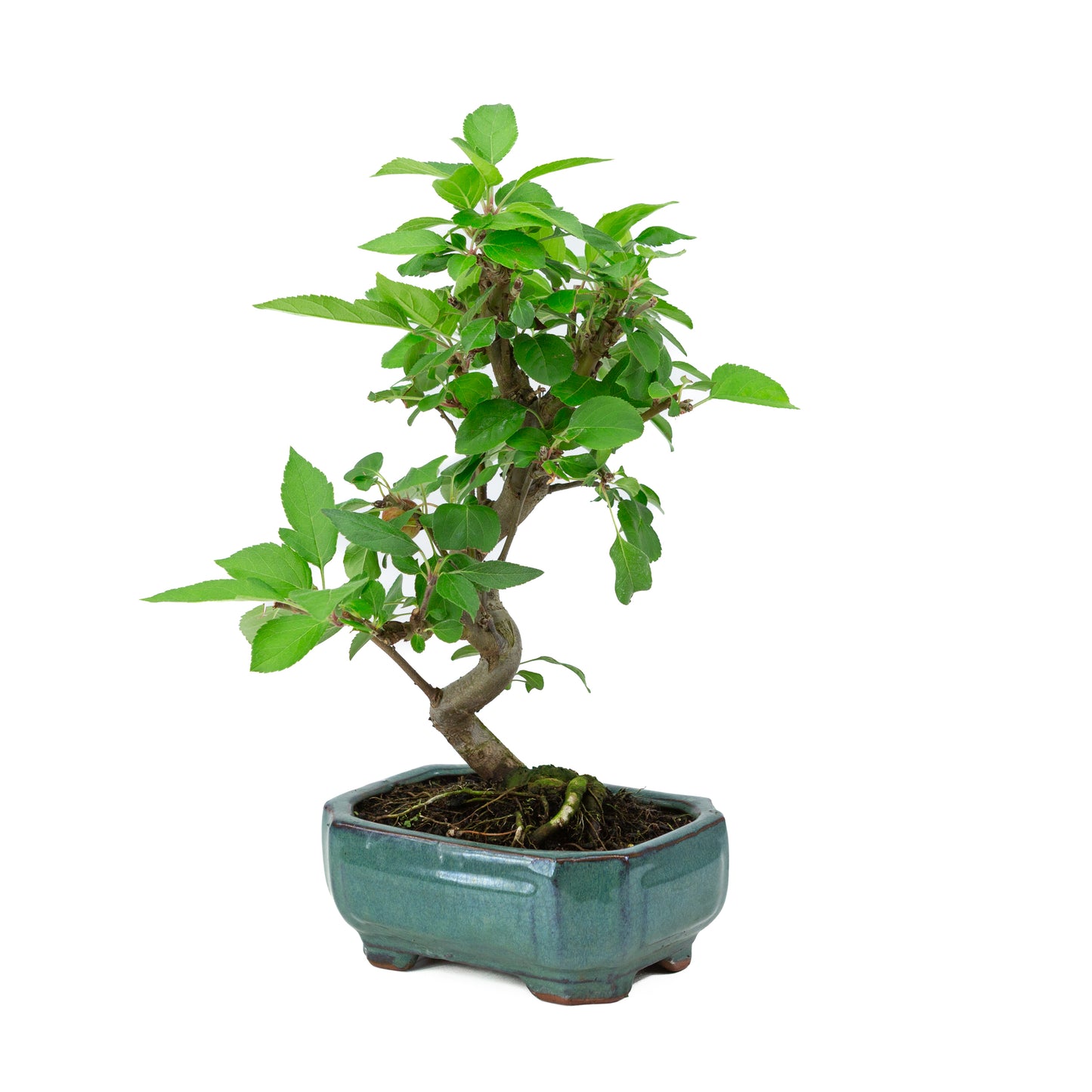 Malus domestica pot rectangulaire vert 16 cm, hauteur ~40 m