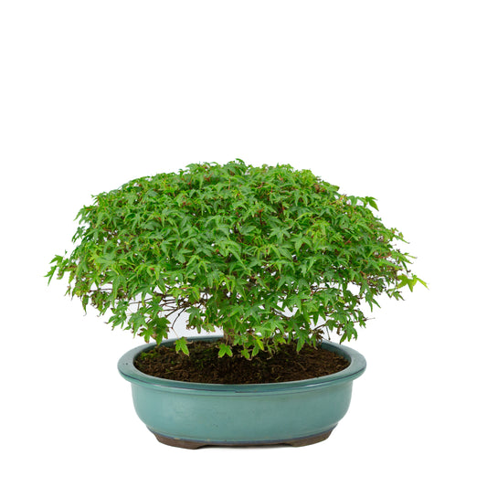 Acer palmatum « Kiyohime » pot ovale vert 23 cm, hauteur ~25 cm