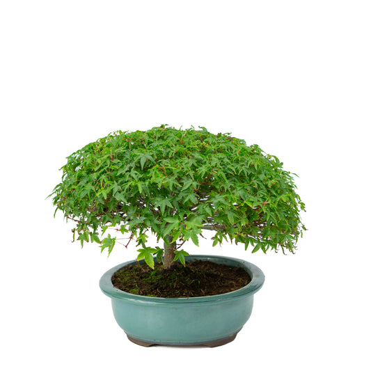 Acer palmatum « Kiyohime » pot ovale vert 23 cm, hauteur ~25 cm