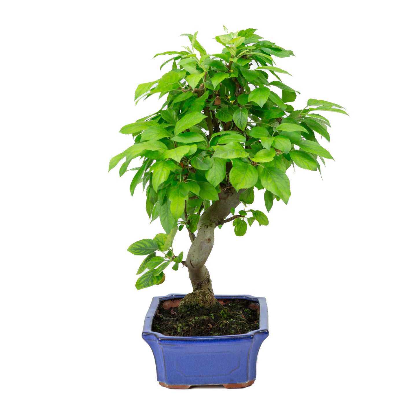 Malus halliana pot rectangulaire bleu 24 cm, hauteur ~45 cm