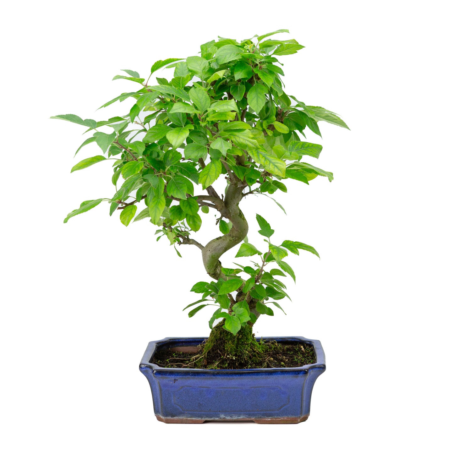 Malus halliana pot rectangulaire bleu 24 cm, hauteur ~45 cm