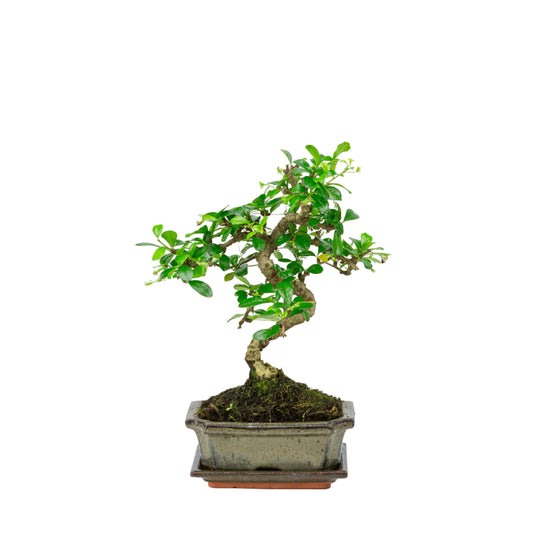 Carmona Bonsai dans un pot vert 15 cm, hauteur ~30 cm