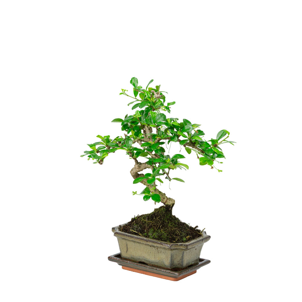 Carmona Bonsai dans un pot vert 15 cm, hauteur ~30 cm
