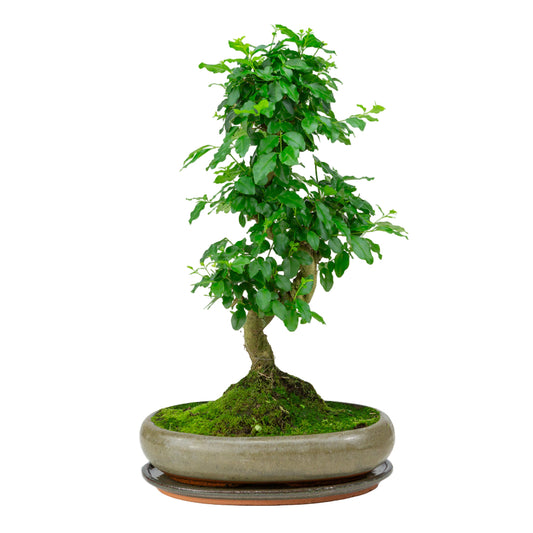Ligustrum sinensis Bonsaï en pot vert 29 cm, hauteur ~45 cm