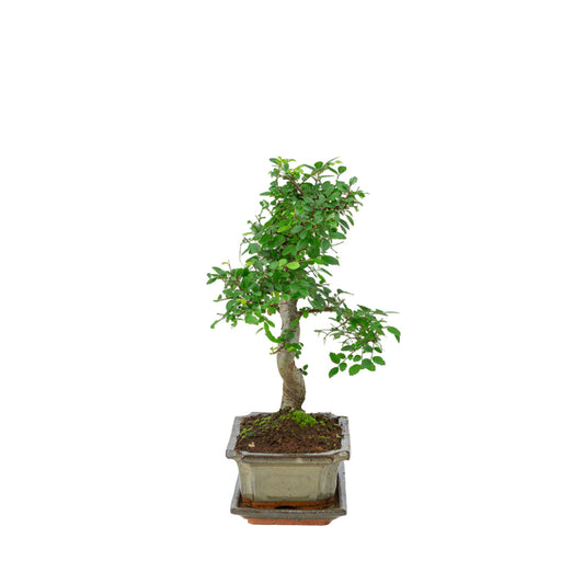 Bonsaï Zelkova dans un pot vert 20 cm, hauteur ~35 cm