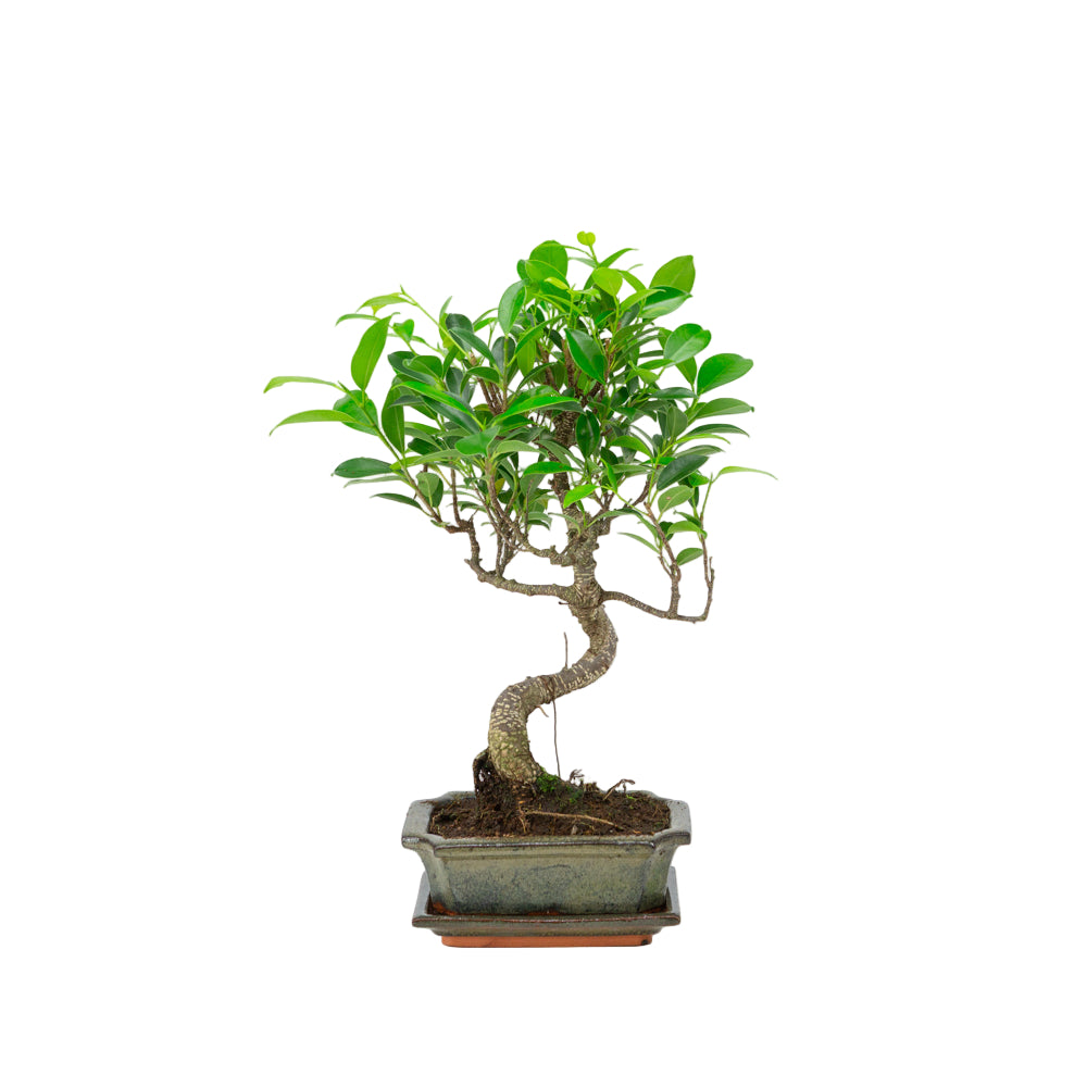 Bonsaï d'intérieur Ficus retusa shape pot rectangulaire vert 15 cm, hauteur ~ 32 cm