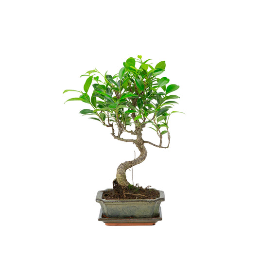 Ficus retusa Bonsaï dans un pot vert 15 cm, hauteur ~30 cm