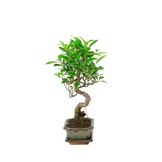 Ficus retusa Bonsaï dans un pot vert 15 cm, hauteur ~30 cm