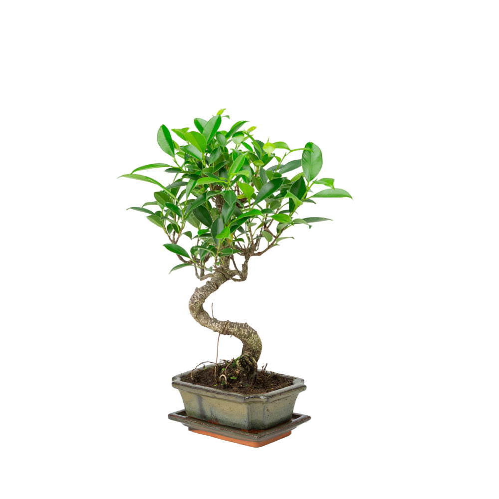 Ficus retusa Bonsaï dans un pot vert 15 cm, hauteur ~30 cm