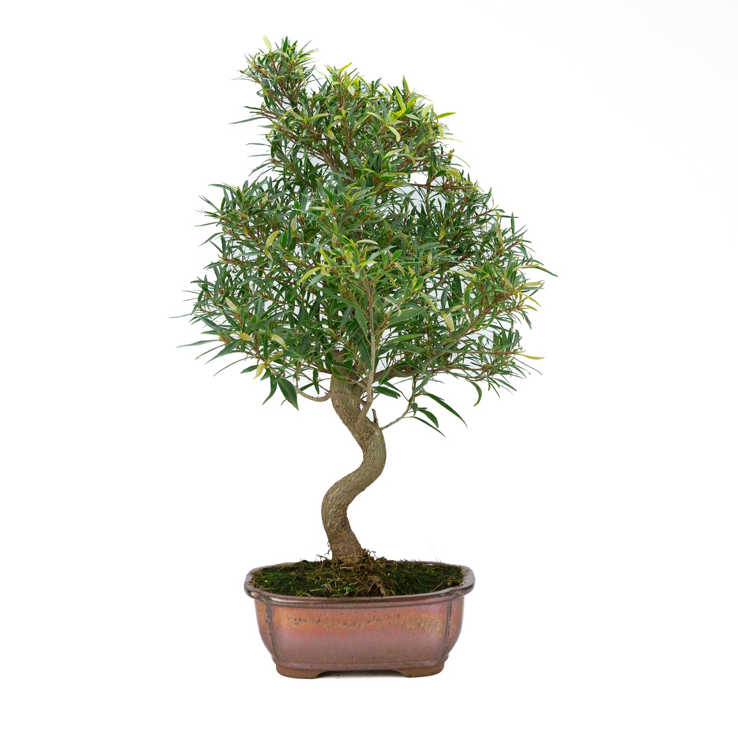 Ficus nerifolia (wilgenbladige vijg), hoogte ~67cm