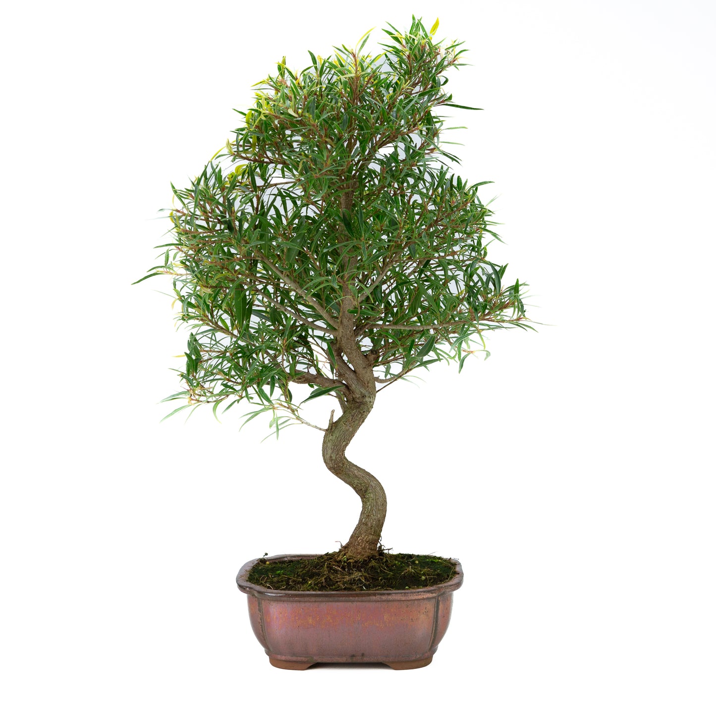 Ficus nerifolia (wilgenbladige vijg), hoogte ~67cm