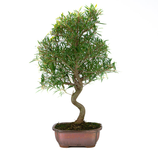 Ficus nerifolia (figuier à feuilles de saule), hauteur ~67cm