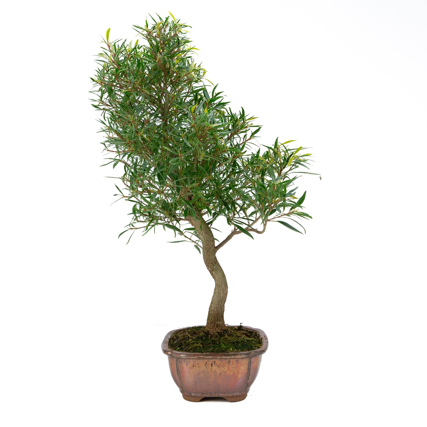 Ficus nerifolia (wilgenbladige vijg), hoogte ~67cm