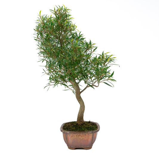Ficus nerifolia (figuier à feuilles de saule), hauteur ~67cm