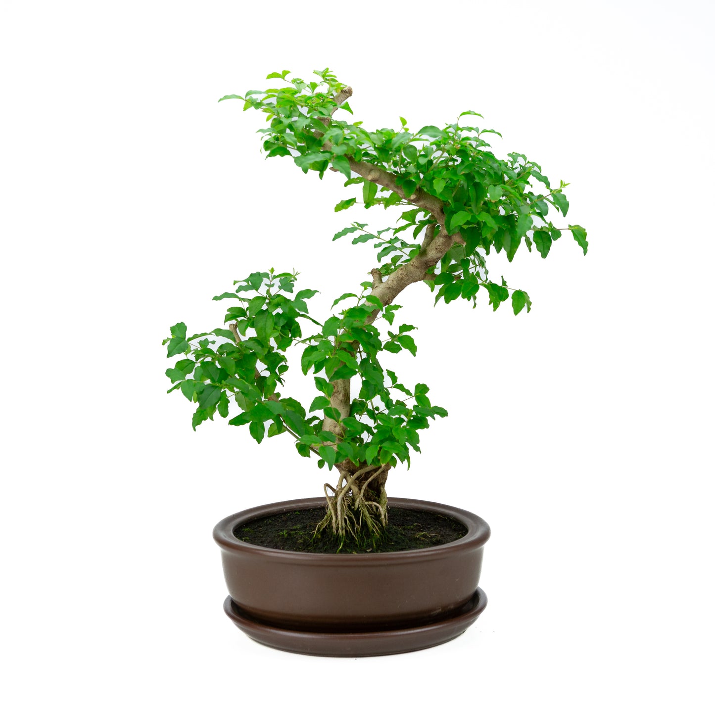 Ligustrum ovalifolium Bonsaï en pot vert 16 cm, hauteur ~32 cm