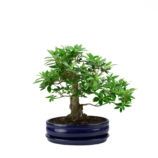 Buxus harlandii Bonsaï dans un pot vert 26 cm, hauteur ~46 cm