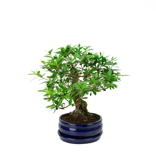 Buxus harlandii Bonsaï dans un pot vert 26 cm, hauteur ~46 cm