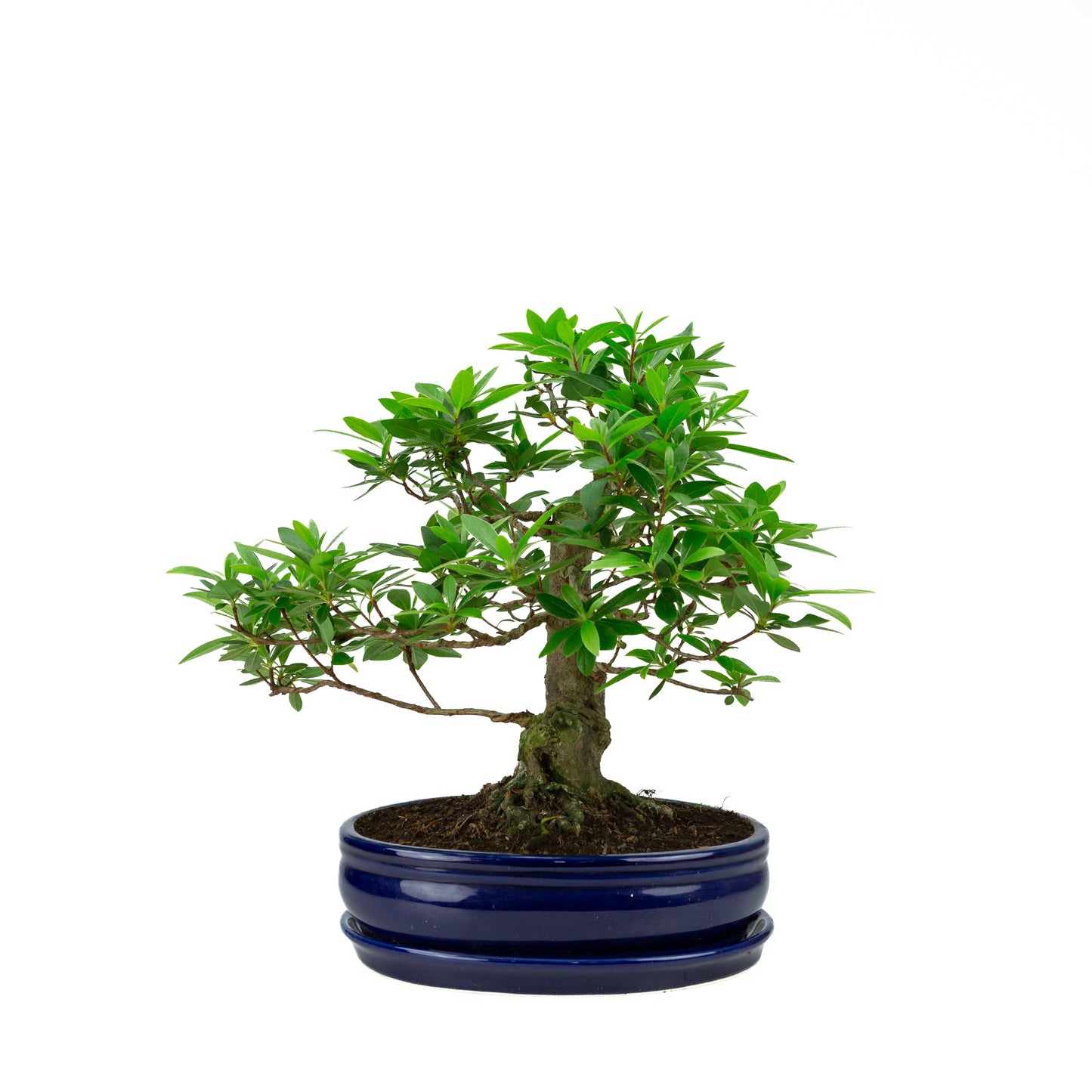 Buxus harlandii Bonsaï dans un pot vert 26 cm, hauteur ~46 cm