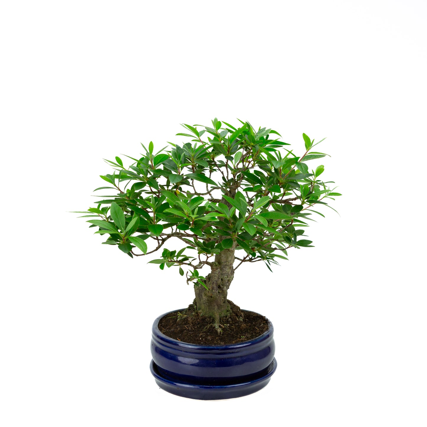 Buxus harlandii Bonsaï dans un pot vert 26 cm, hauteur ~46 cm
