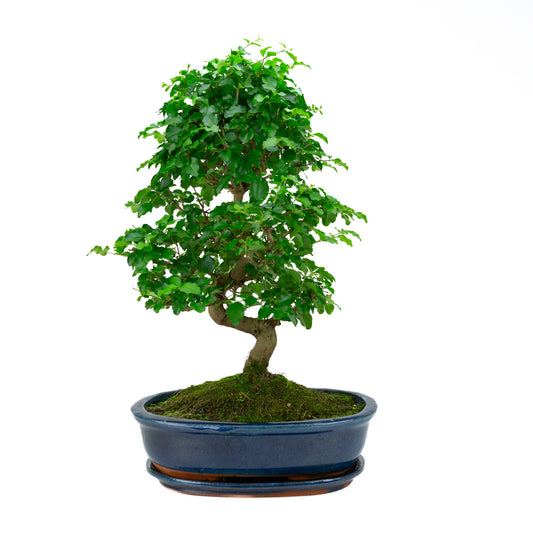 Ligustrum ovalifolium Bonsaï en pot vert 16 cm, hauteur ~32 cm