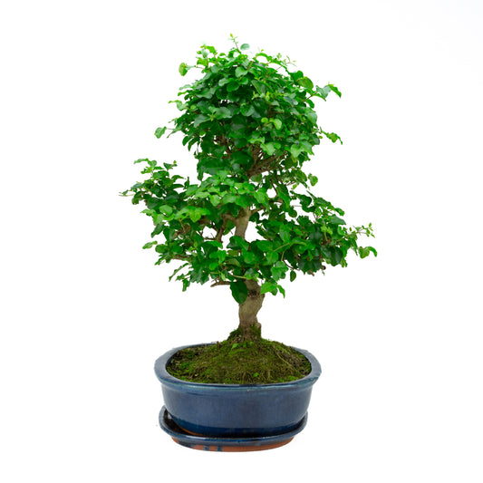 Ligustrum ovalifolium Bonsaï en pot vert 16 cm, hauteur ~32 cm