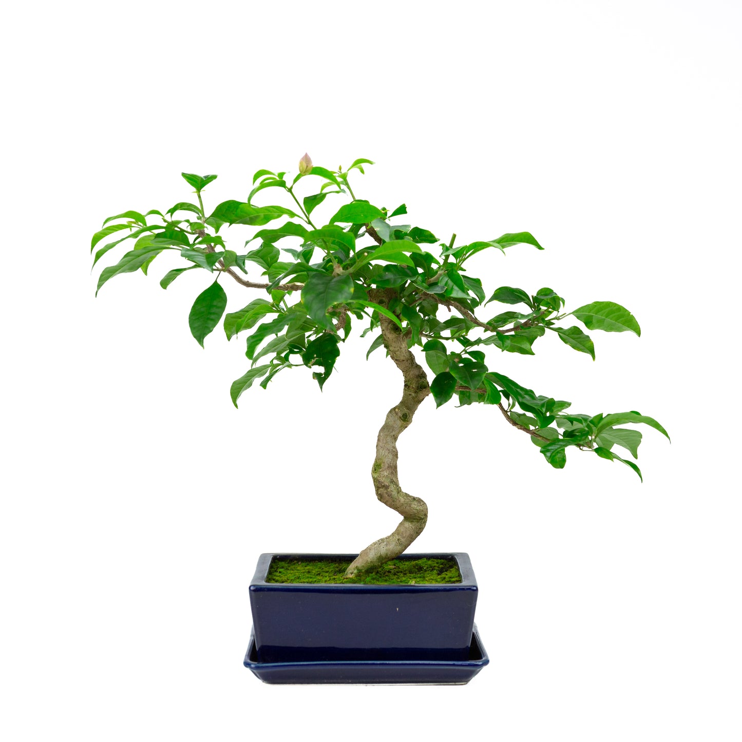 Bougainvillea glabra, hoogte ~44cm