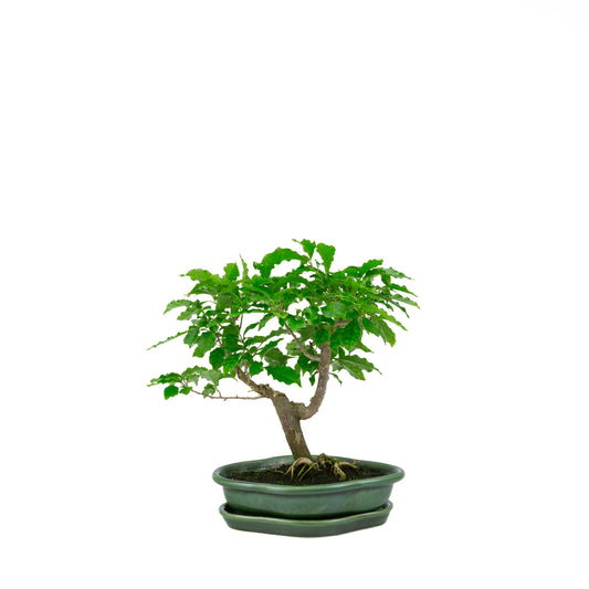 Bougainvillier glabre, hauteur ~28cm