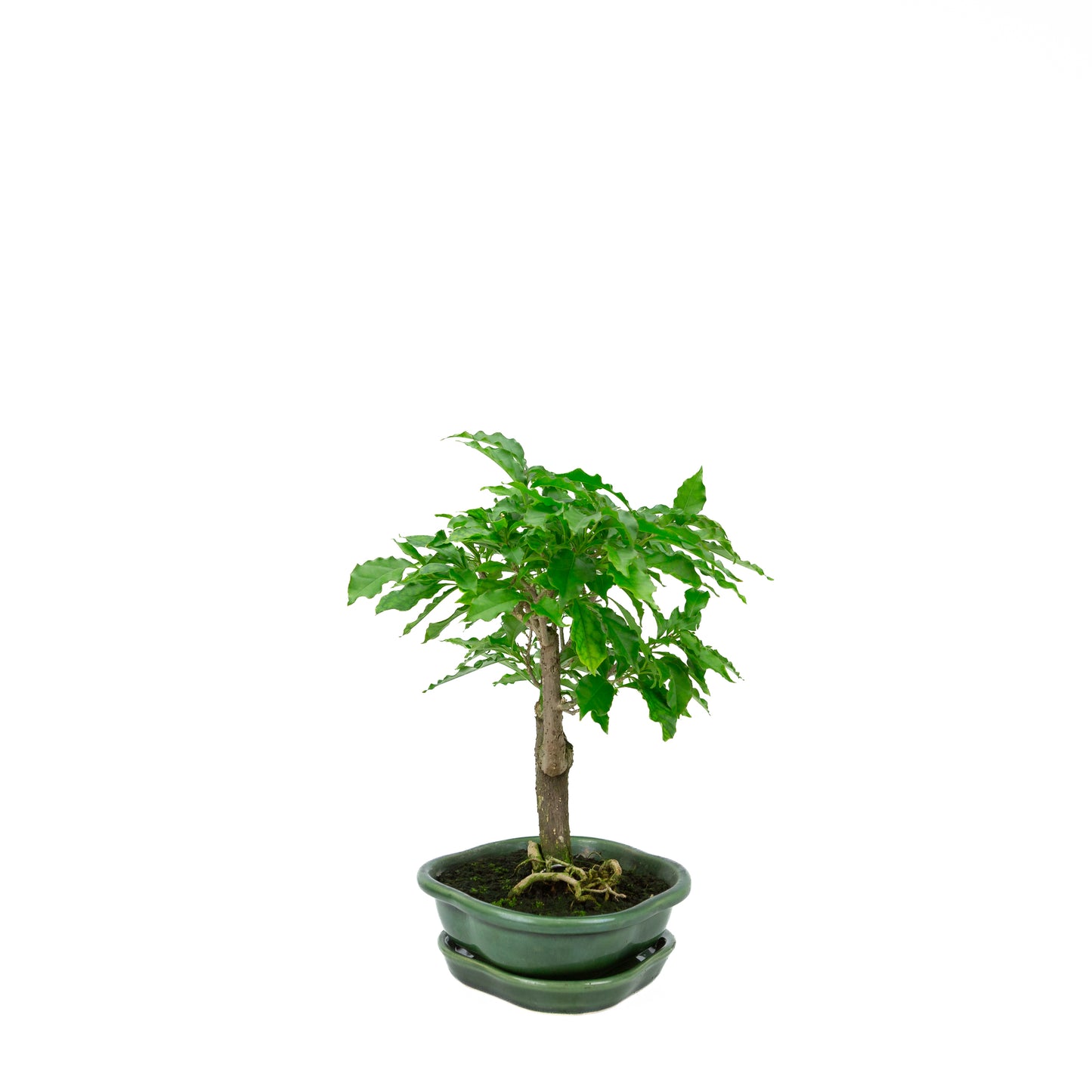 Bougainvillea glabra, hoogte ~28cm