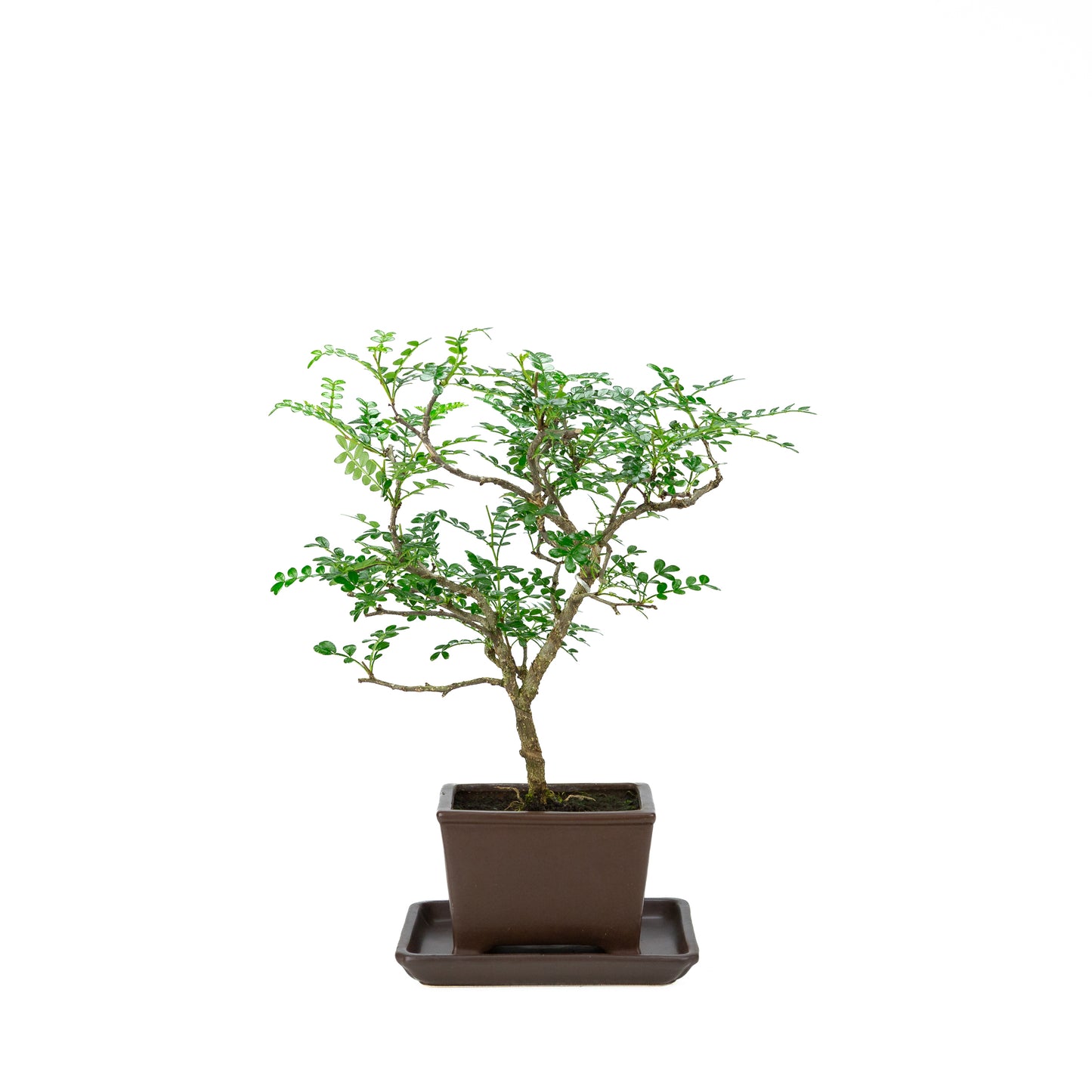 Zanthoxylum piperitum (peperboom), hoogte ~37cm