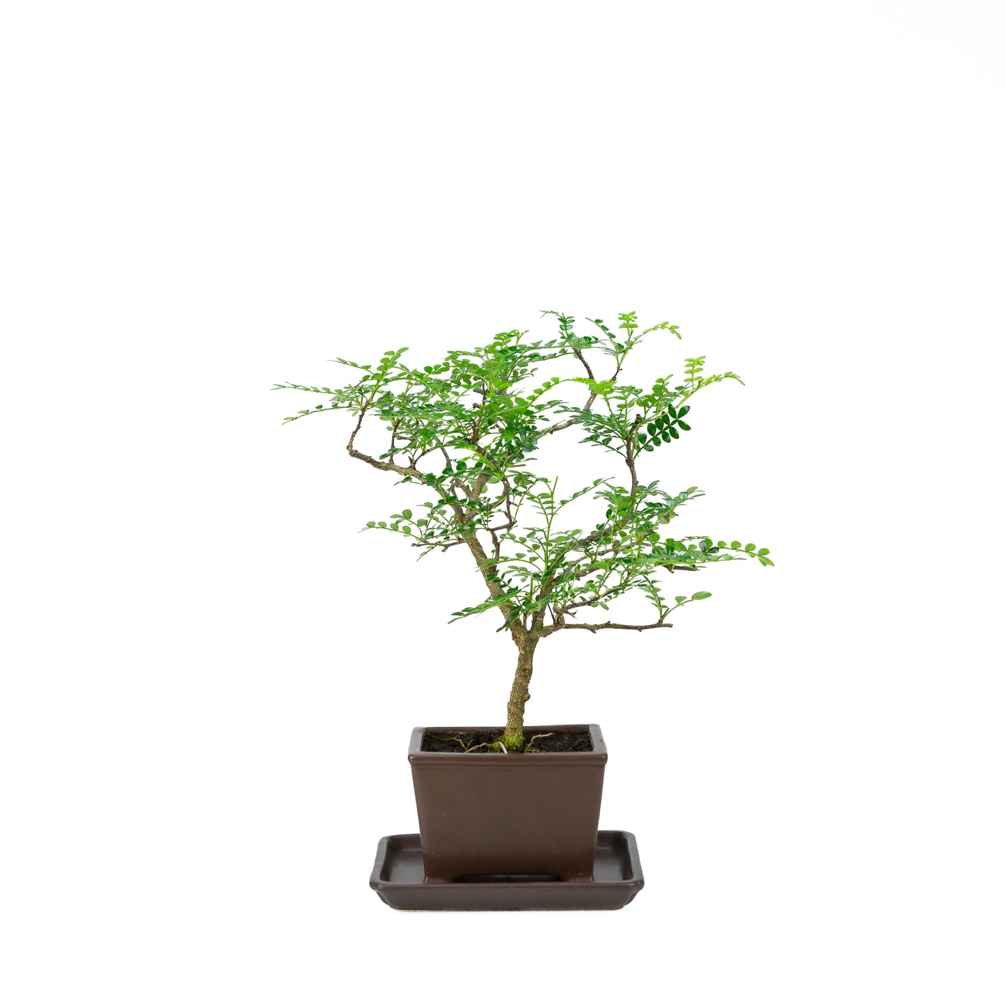 Zanthoxylum piperitum (peperboom), hoogte ~37cm
