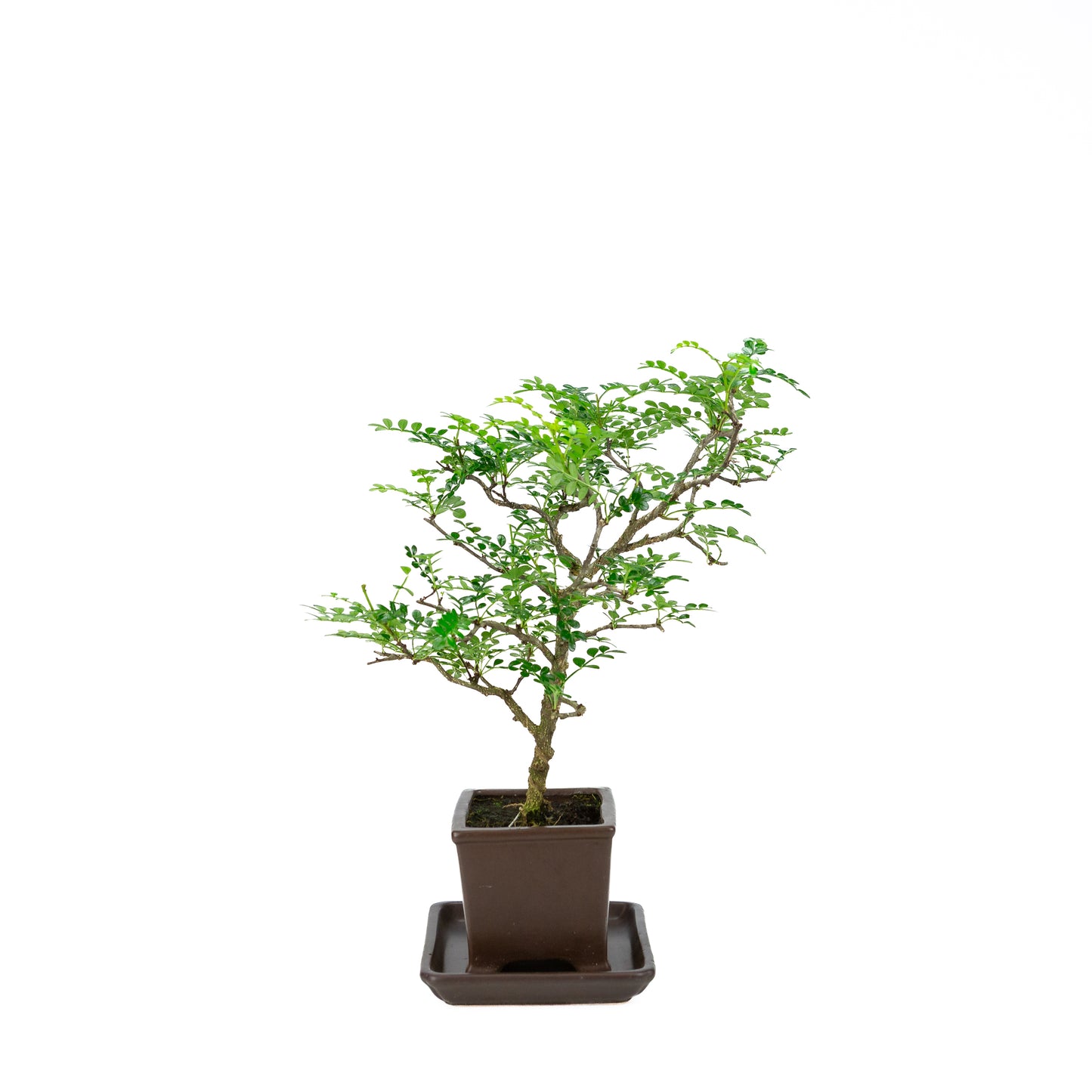 Zanthoxylum piperitum (peperboom), hoogte ~37cm