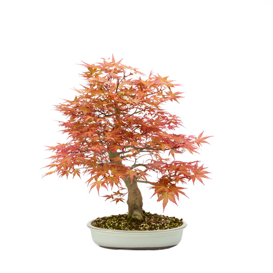 Acer palmatum « Benichidori » (érable japonais), hauteur ~38 cm