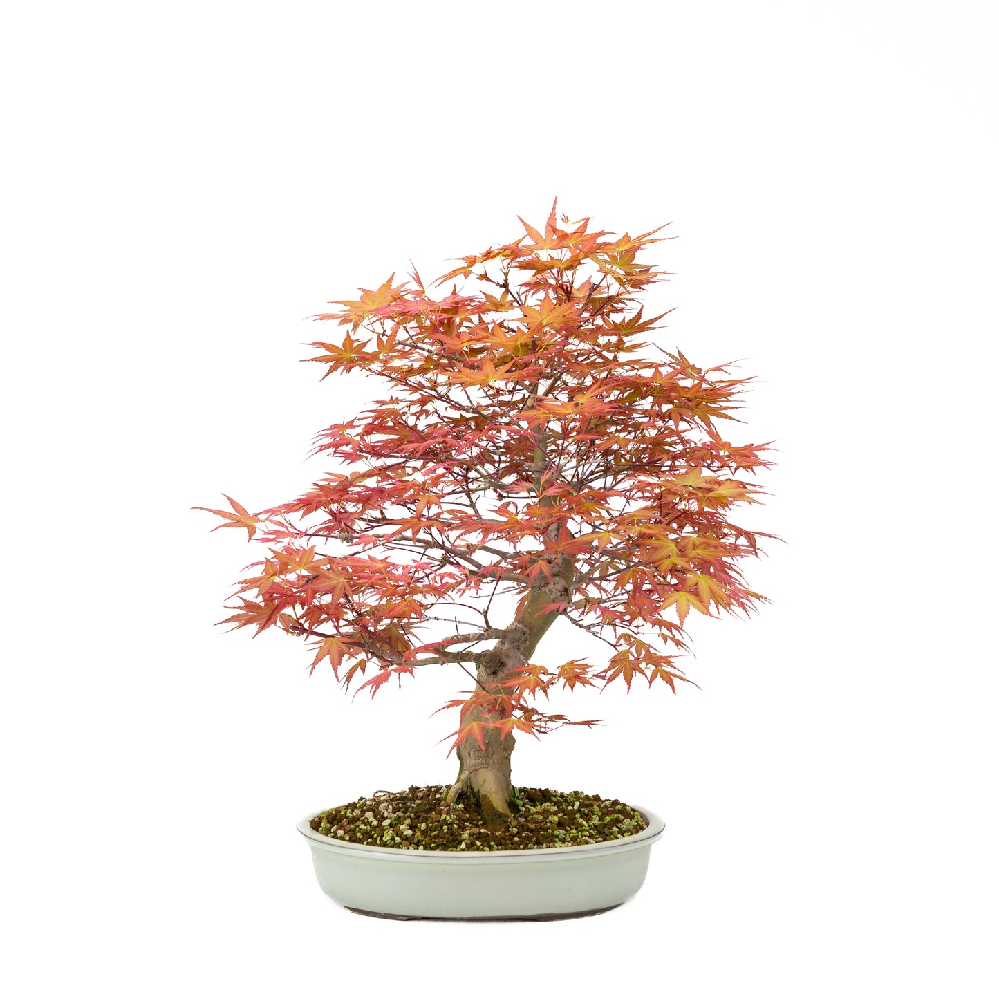 Acer palmatum « Benichidori » (érable japonais), hauteur ~38 cm