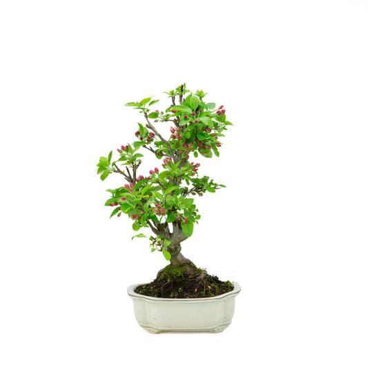 Malus halliana pot rectangulaire crème 16 cm, hauteur ~34 cm