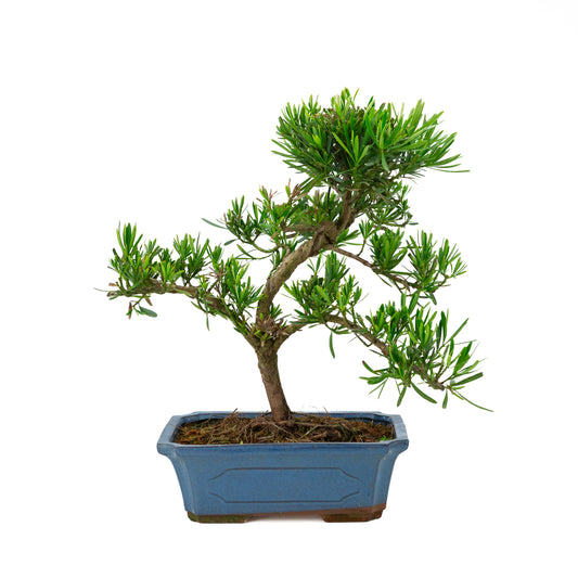 Podocarpus macrophylla pot bleu 30 cm, hauteur ~45 cm